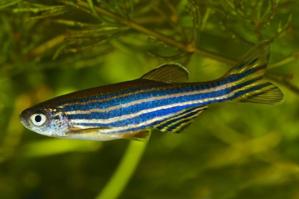 Jonge Zebra danio, Dieren en Toebehoren, Vissen | Aquariumvissen, Vis