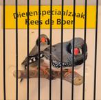 Koppel zwartwang zebravinken, Meerdere dieren