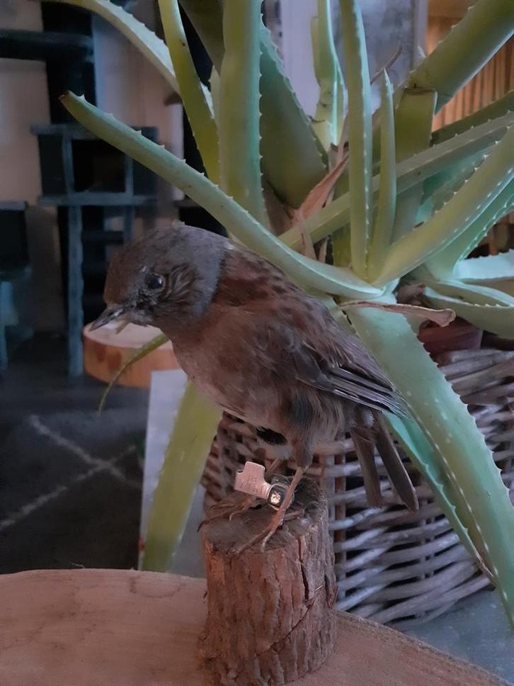 Taxidermie,Taxidermy Opgezette "heggemus", Verzamelen, Dierenverzamelingen, Zo goed als nieuw, Opgezet dier, Vogel, Ophalen of Verzenden