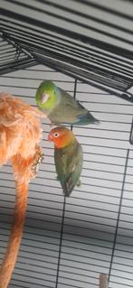 Gratis af te halen 2 dwergpapegaaitjes in Etten-Leur, Dieren en Toebehoren, Vogels | Parkieten en Papegaaien, Mannelijk, Parkiet