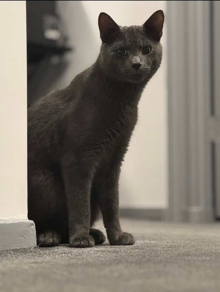 Prachtige Kater 2,5 jaar -  blauwe rus, Dieren en Toebehoren, Katten en Kittens | Overige Katten, Kater