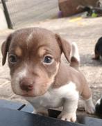 Mooie gezonde Jack Russell pups op zoek liefdevolle huisjes, Jack Russell Terriër, Meerdere, Meerdere dieren, Nederland