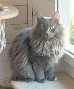 Prachtige timide kat Lily, Dieren en Toebehoren, Poes, Langharig, 0 tot 2 jaar