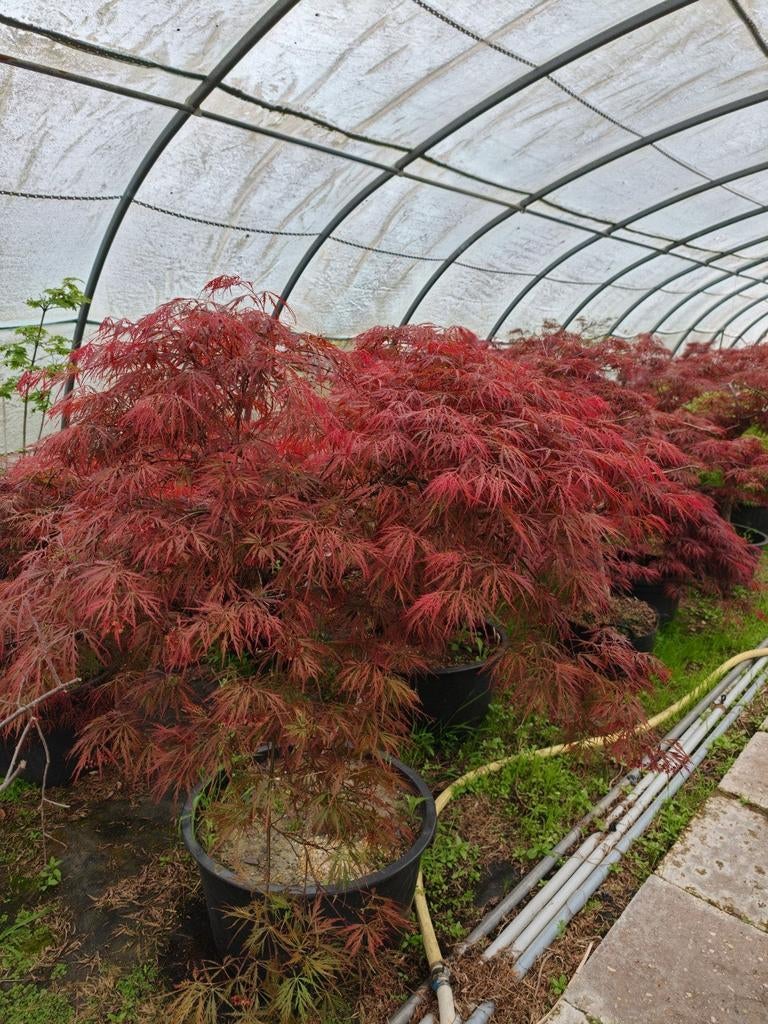Prachtige Japanse esdoorn - Acer palmatum, Overige soorten, Vaste plant, Ophalen of Verzenden, Bloeit niet