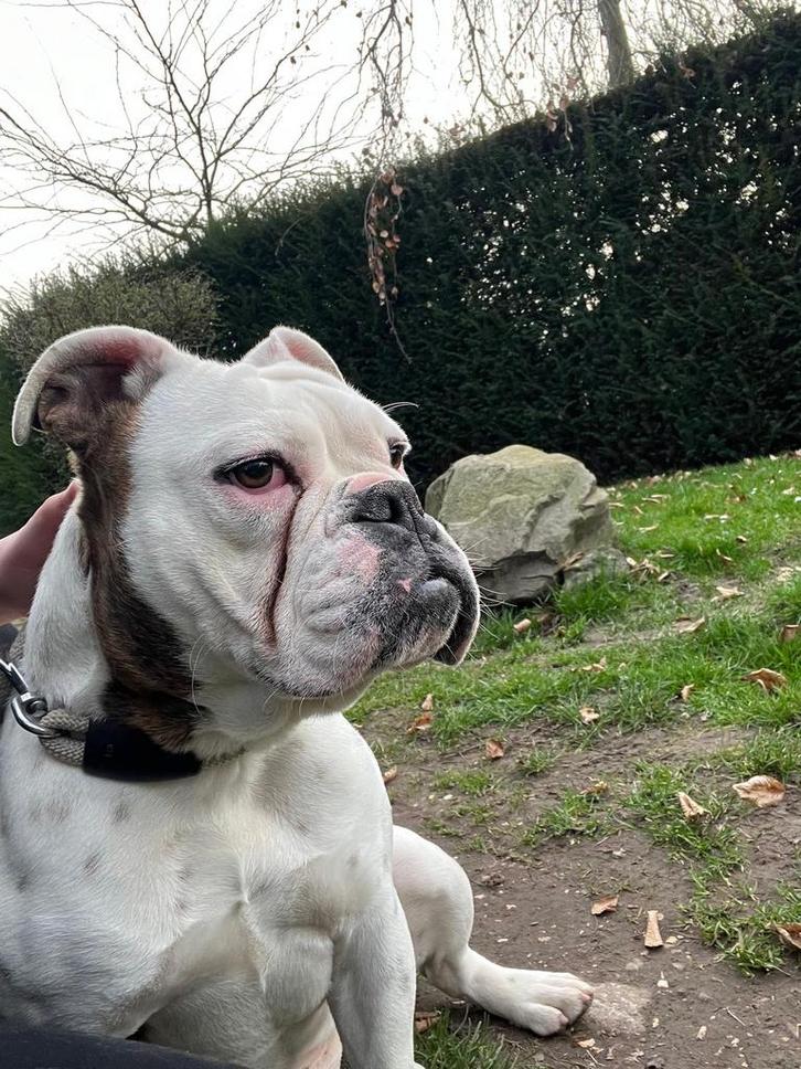 Zeer lieve old English bullbog teef, Dieren en Toebehoren, Honden | Bulldogs, Pinschers en Molossers, Teef, Bulldog, Particulier