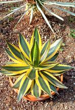 Agave lophantha Quadricolor, Ophalen of Verzenden, Bloeit niet, Overige soorten, Volle zon