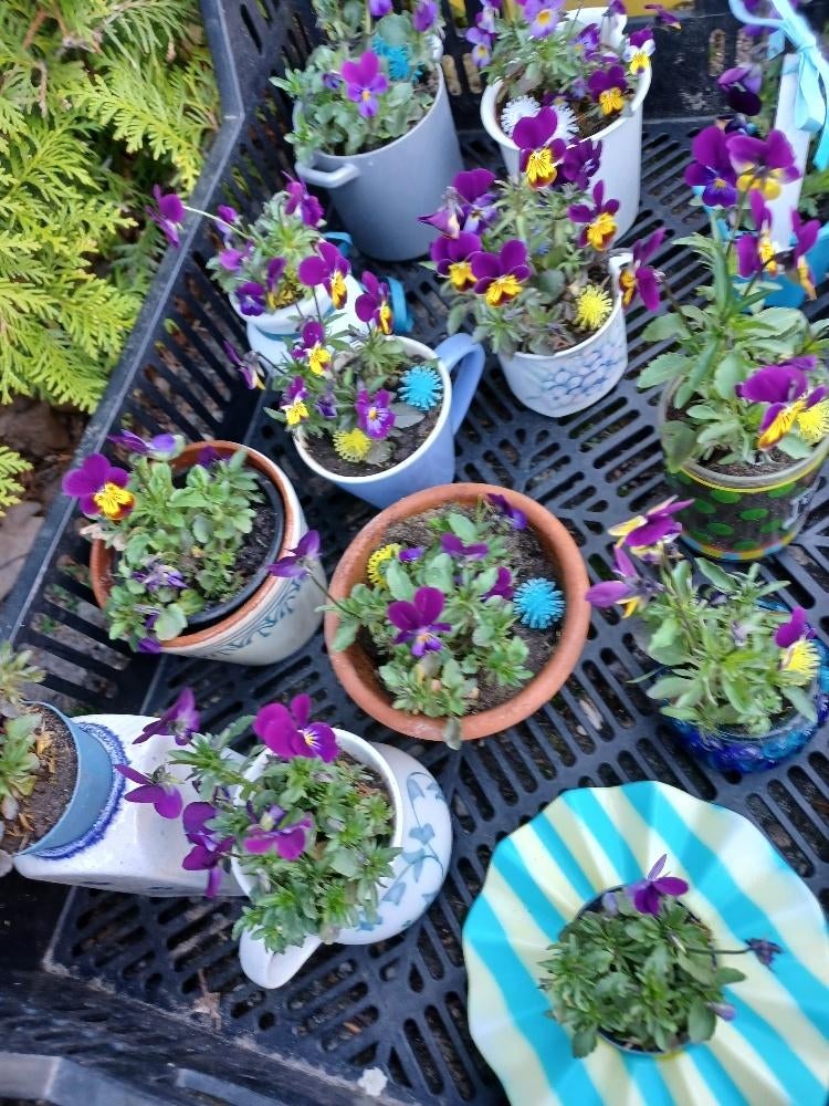 Viooltjes, Ophalen, Volle zon