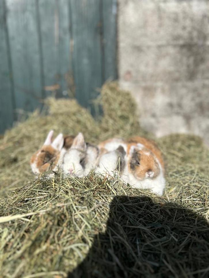 Rammetjes, baby konijnen, mannetjes, hollander, Dieren en Toebehoren, Konijnen, Mannelijk