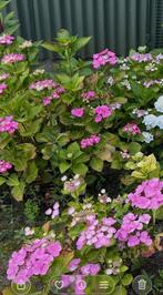 Scherm hortensia te koop, Tuin en Terras, Ophalen, Hortensia, Minder dan 100 cm