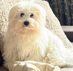 Westie x Bichon, Parvo, 15 weken tot 1 jaar, Eén hond, Nederland