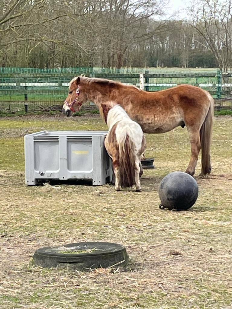 Lederen Mentuig voor Haflinger, Dieren en Toebehoren, Paarden en Pony's | Hoofdstellen en Tuigage, Ophalen of Verzenden, Gebruikt