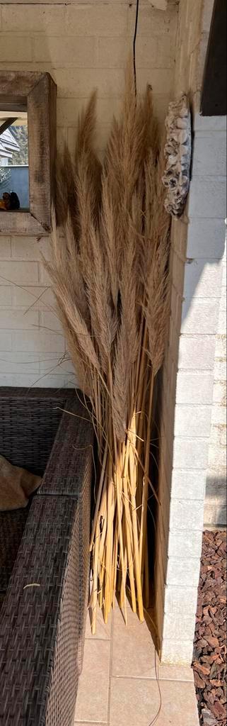Grote Pampaspluimen voor decoratie, Tuin en Terras, Planten | Tuinplanten, Vaste plant, Siergrassen, Volle zon, Herfst, Ophalen