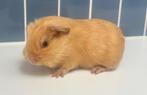 Cavia beertje gladhaar california chocolade afgetekend, Cavia, Mannelijk, Januari, Tam