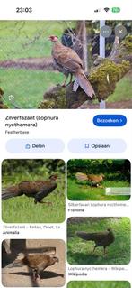 Gevonden: Zilverfazant hen, Dieren en Toebehoren, Vogels | Overige Vogels, Vrouwelijk