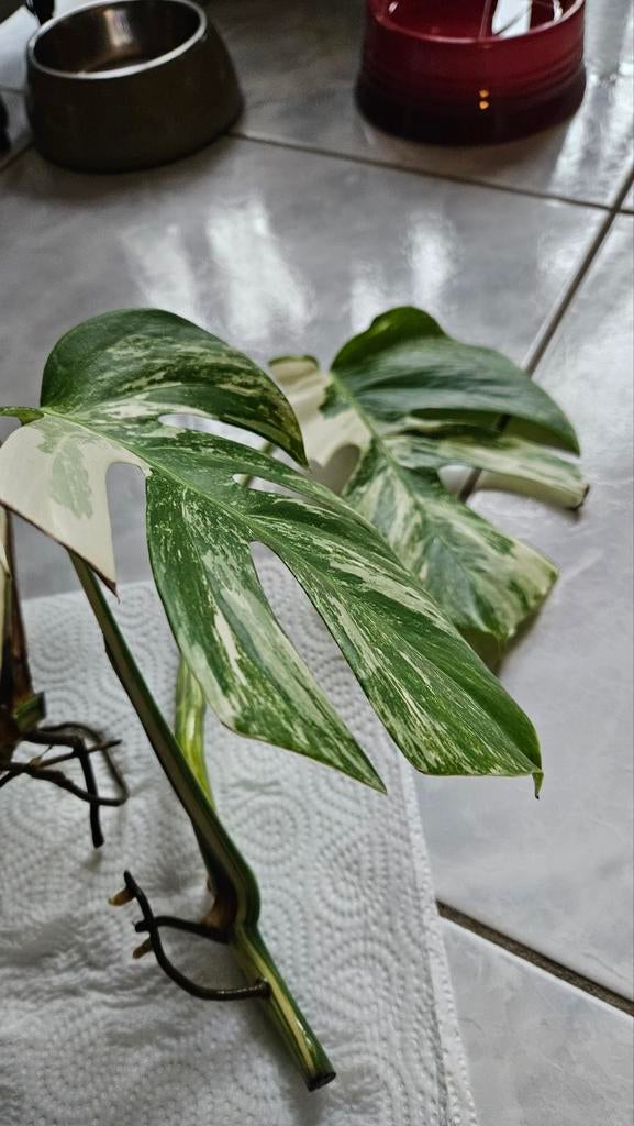 Monstera Variegata stek geworteld, Huis en Inrichting, Kamerplanten, Overige soorten, Minder dan 100 cm, Groene kamerplant, Halfschaduw