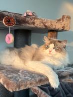 Ragdoll & Perzische volwassen katten, Poes