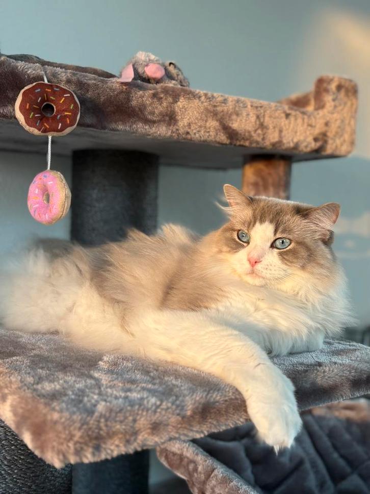 Ragdoll & Perzische volwassen katten, Dieren en Toebehoren, Katten en Kittens | Raskatten | Langhaar, Poes