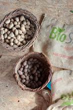 Pootaardappelen bio, Ophalen, Eenjarig, Groenteplanten, Volle zon