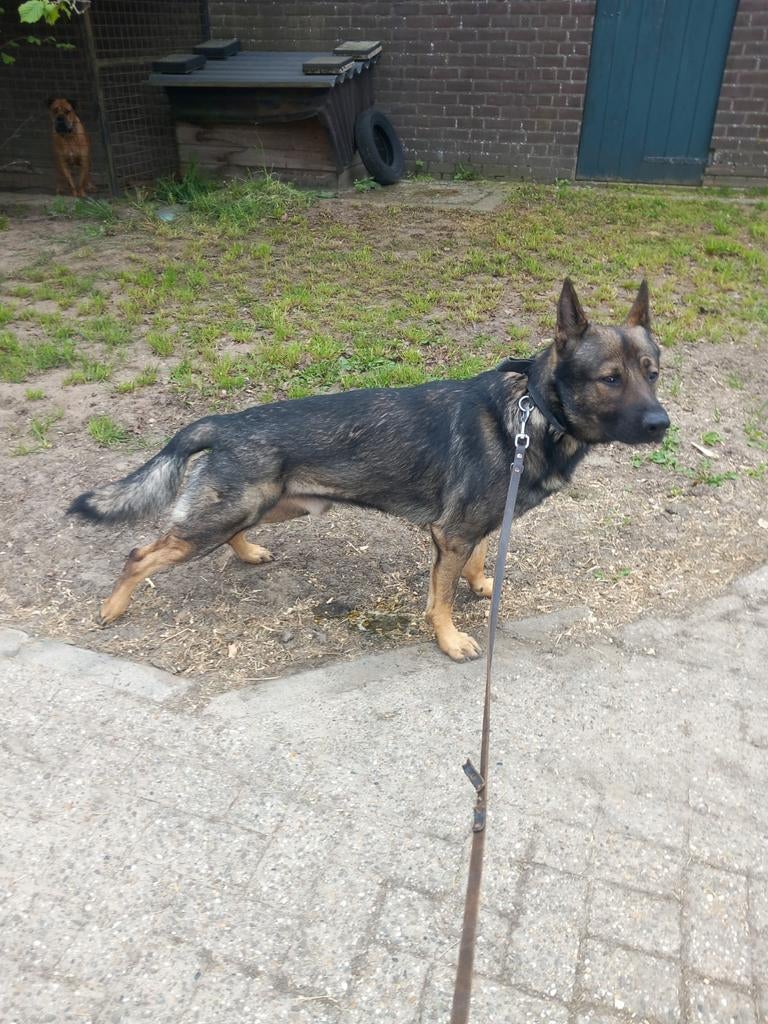 DUITSE HERDER KNPV FCI STAMBOOM DEKREU, Reu, 1 tot 2 jaar, Parvo, Eén hond