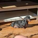 Lieve mooie dwerg/kanichen stamboom pups opkomst!, Dieren en Toebehoren, Honden | Teckels en Dashonden, Parvo, 8 tot 15 weken