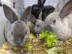 Jonge Rex konijntjes (mannetjes), Dieren en Toebehoren, Konijnen, Meerdere dieren