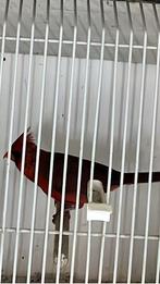 Hele mooie man rode kardinaal, Dieren en Toebehoren, Mannelijk, Tropenvogel, Geringd