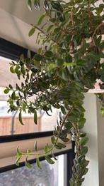 columnea Kratatau, Overige soorten, Minder dan 100 cm, Bloeiende kamerplant, Halfschaduw