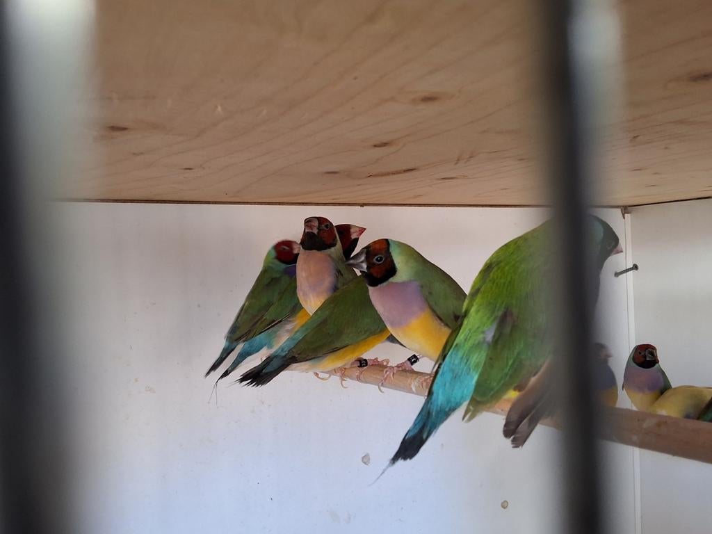 Gouldamadines onverwante koppels natuurbroed, Meerdere dieren