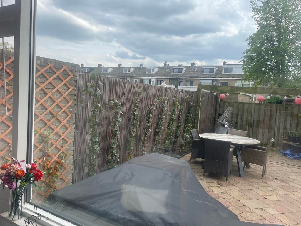 Hedera klimop 175-200cm hoog op bammboo stok, Ophalen, 1 tot 2 meter, Minder dan 3 meter, Zo goed als nieuw