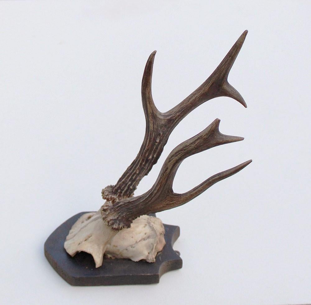 Antiek abnorm zesender REE GEWEI -1927, Ophalen of Verzenden, Gebruikt, Hert, Gewei of Kop