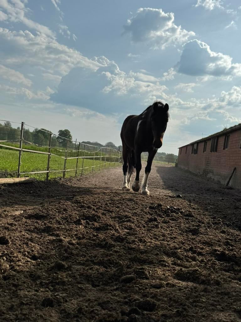 Gezocht Bijrijder/verzorger!, Ophalen of Verzenden, Zo goed als nieuw