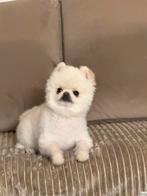 Pomeriaan, Dieren en Toebehoren, Keeshond, 15 weken tot 1 jaar, Reu, Parvo