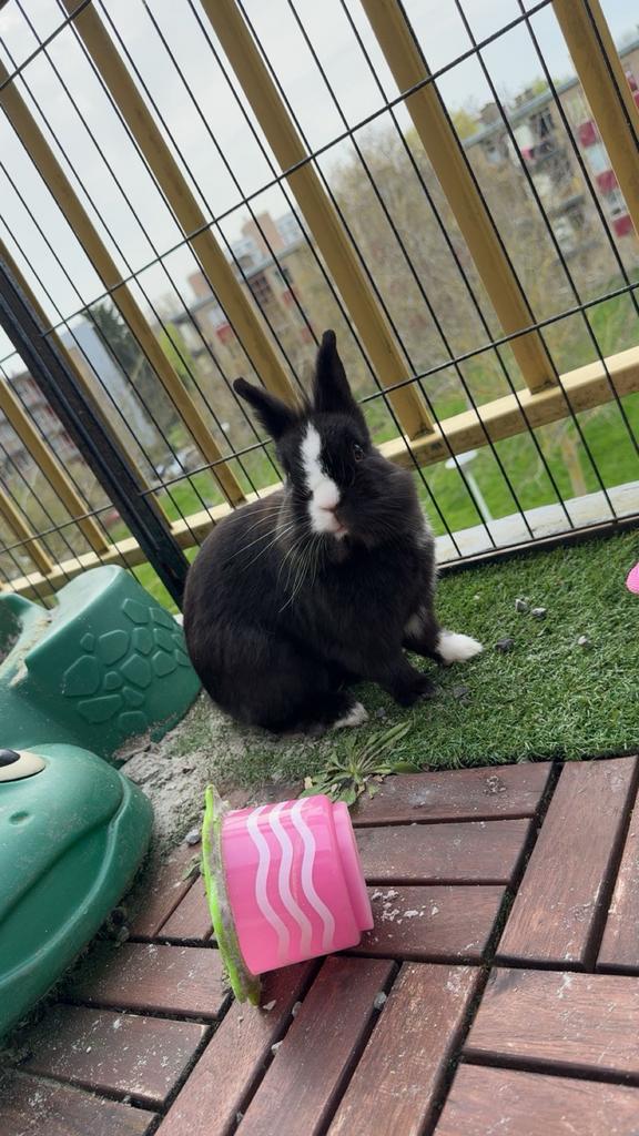 Huis gezocht  ram konijn, Dieren en Toebehoren, Konijnen, Mannelijk, Dwerg