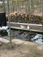 Europese eiders teelbaar, Vrouwelijk, Gans of Zwaan