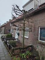 Amberleiboom / liquidambarm leiboom, Ophalen, Overige typen, Minder dan 2 meter