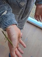 Wandelende takken GRATIS op te halen!, Dieren en Toebehoren, Wandelende tak