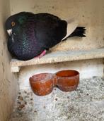 Kraai witslag doffer, Dieren en Toebehoren, Vogels | Duiven, Mannelijk, Kropper