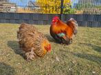 Prachtige cochin kriel kippen te koop!, Dieren en Toebehoren, Pluimvee, Meerdere dieren, Kip