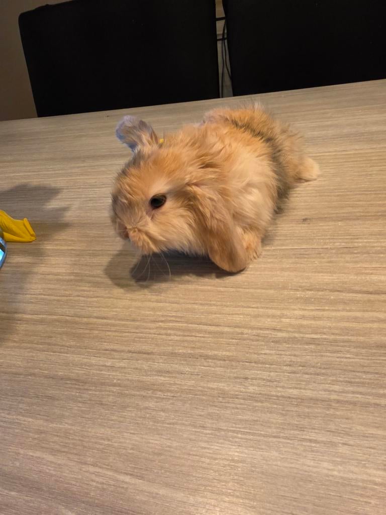 Lieve konijntje te koop!, Dieren en Toebehoren, Konijnen, Meerdere dieren, Klein, Hangoor