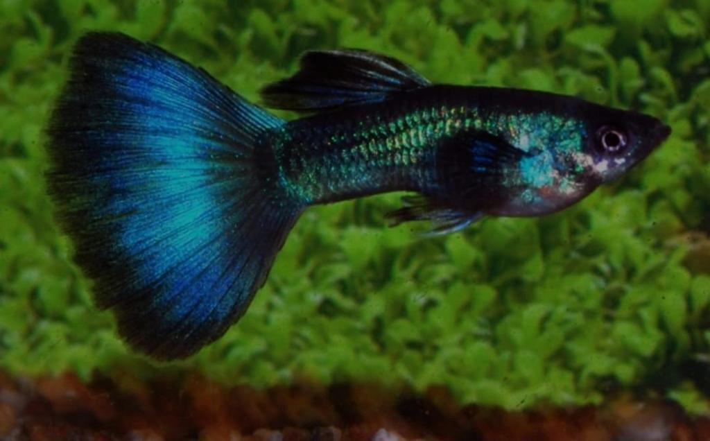 Blue moscow guppen guppy te koop