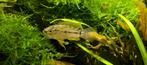 Wildvang koppel Apistogrammoides pucallpaensis, Dieren en Toebehoren, Vis, Zoetwatervis