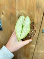 Alocasia zebrina variegata plant mint albo white wit, Ophalen of Verzenden, Halfschaduw, Minder dan 100 cm
