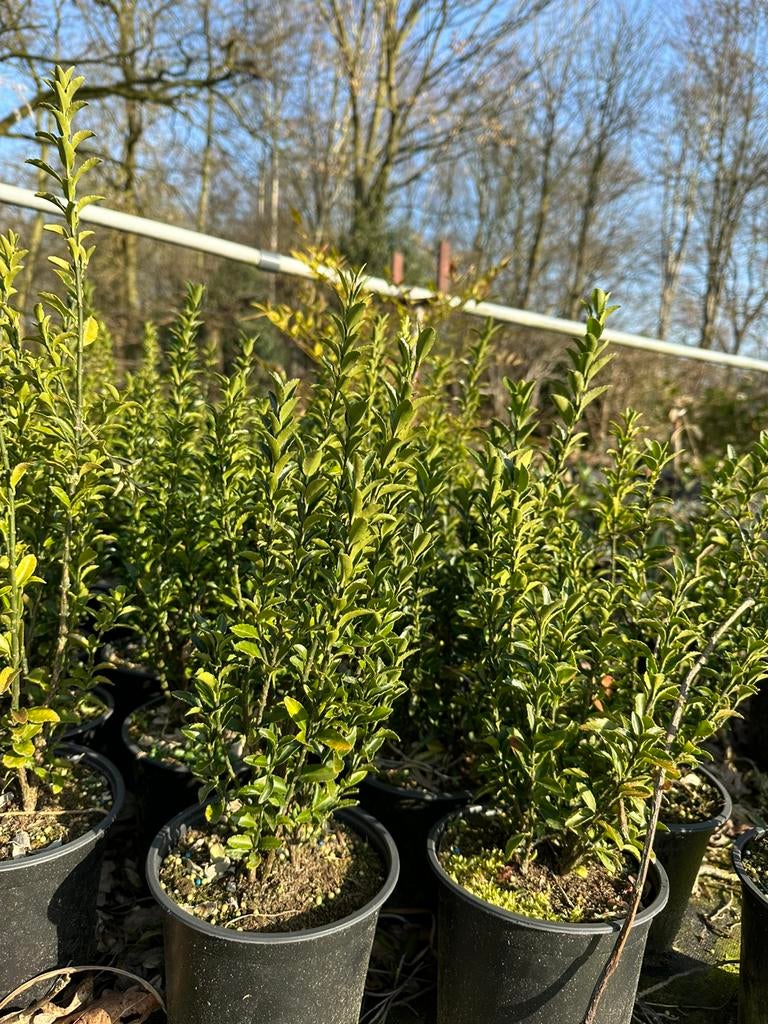 Euonymus japonicus ‘Green Spire’, Ophalen, Minder dan 100 cm