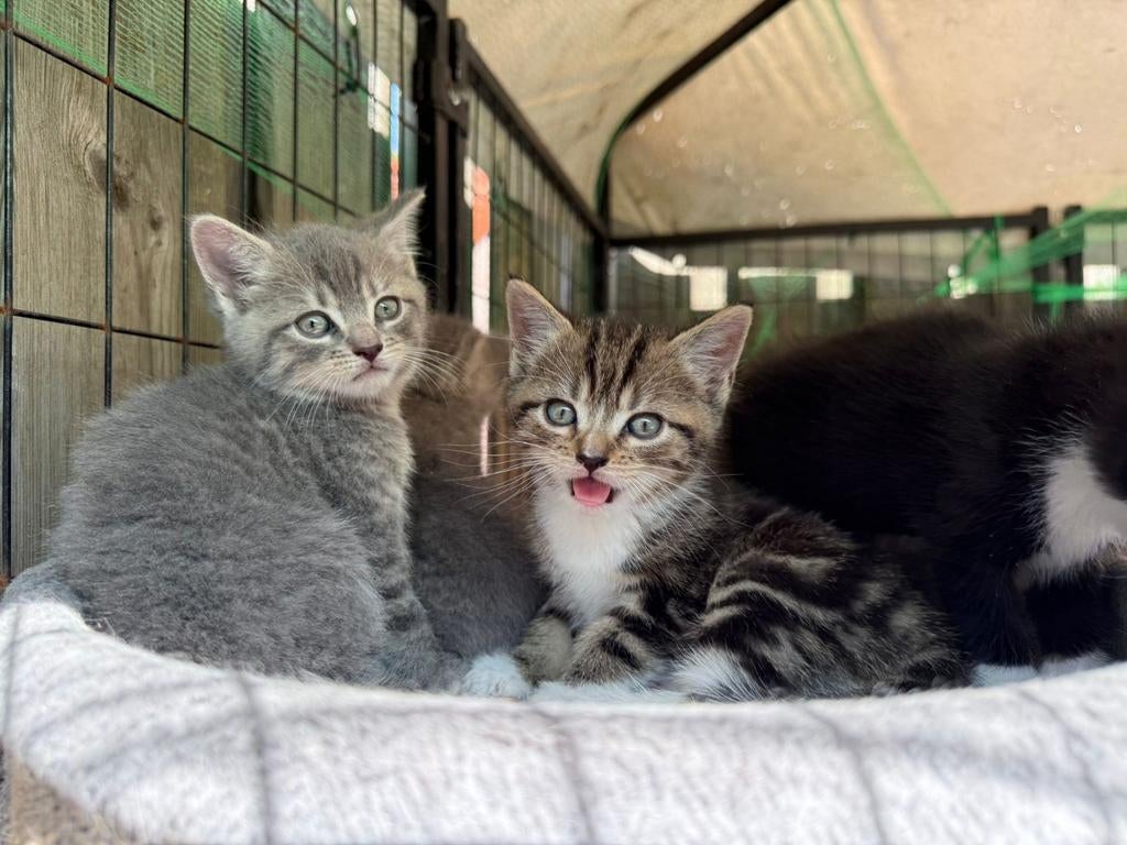Ons Britje heeft een nestje gehad ze zijn nu 7 weken, Dieren en Toebehoren, Katten en Kittens | Overige Katten, Meerdere dieren