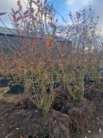 blauwe bessen struiken, Ophalen, Overige soorten, Volle zon, In pot