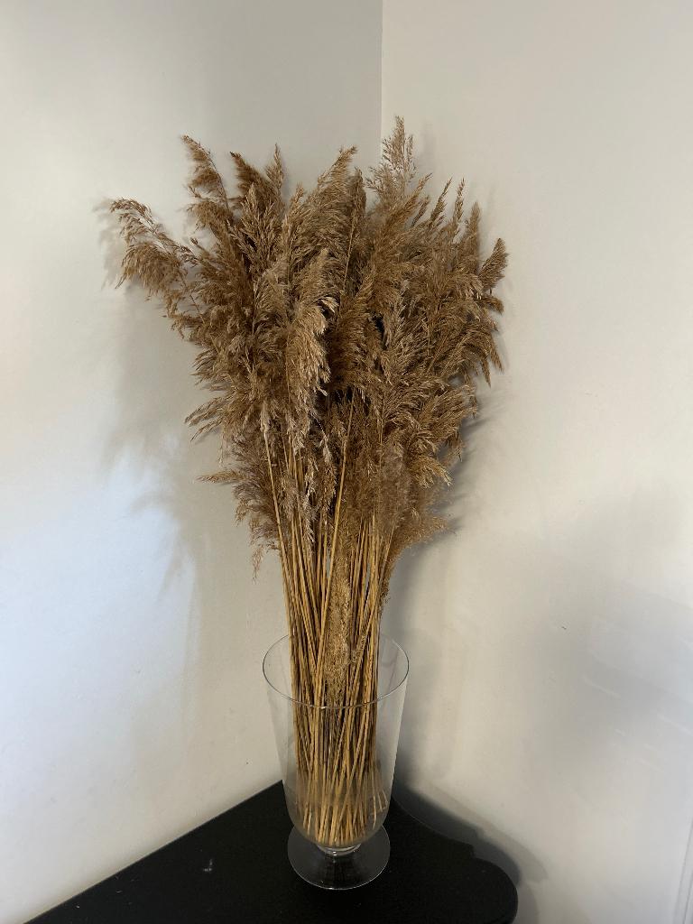 Gedroogde pampas pluimen, Huis en Inrichting, Woonaccessoires | Droogbloemen, Ophalen, Nieuw