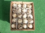 NIEUW 7 x 60 uitgeblazen kwartel eitjes kleur grijs/bruin, Ophalen of Verzenden, Nieuw