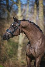 Mega Talentvolle ruin te koop, Dieren en Toebehoren, Paarden, Ruin, Dressuurpaard, 7 tot 10 jaar, 165 tot 170 cm