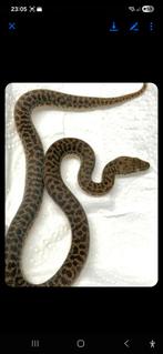 Anteresia Stimsoni Orientalis  cb25, Dieren en Toebehoren, Reptielen en Amfibieën, Slang, 0 tot 2 jaar