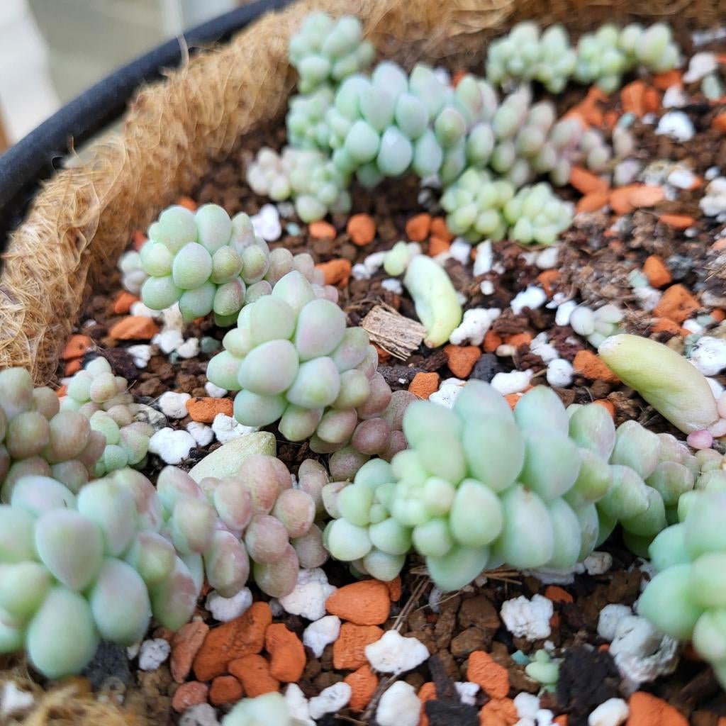 Sedum Morganianum  Burrito Donkeytail Hangplant Stekken, Huis en Inrichting, Kamerplanten, Verzenden, Vetplant, Halfschaduw, Minder dan 100 cm